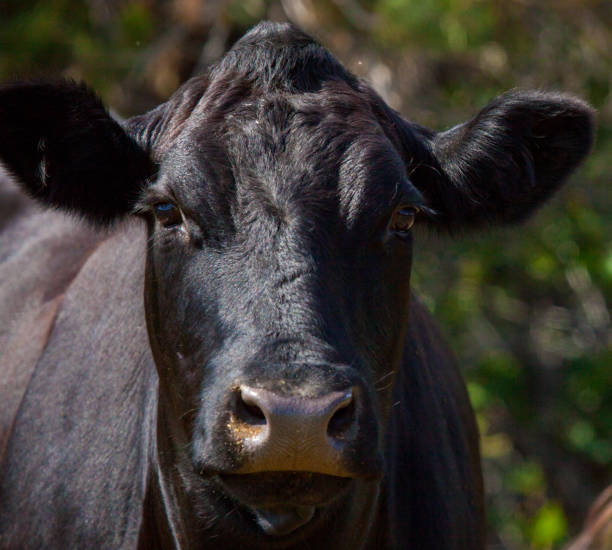 crossbred cattle