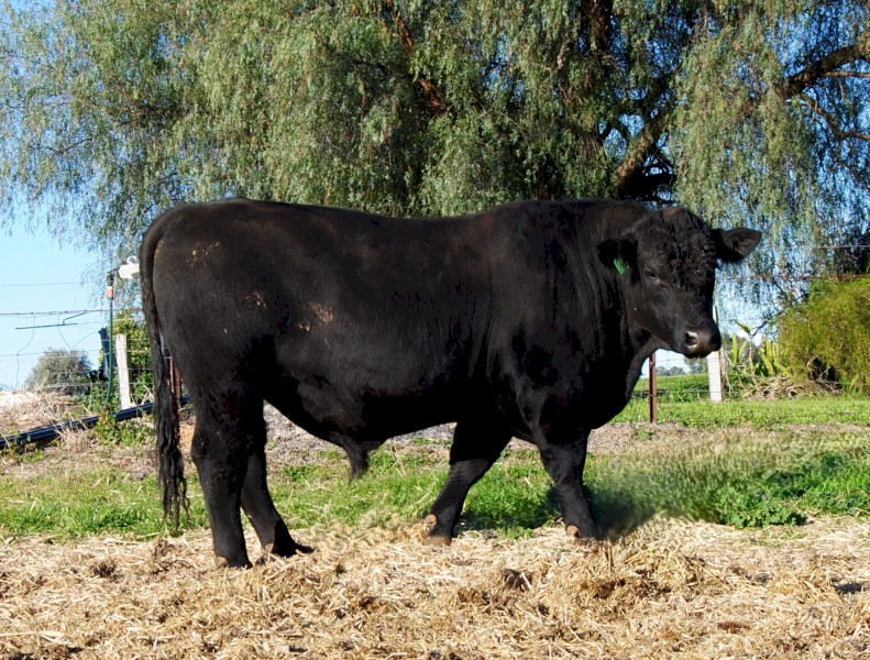 bull breeders