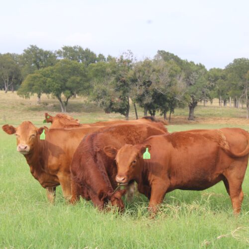 Red Angus Cattle