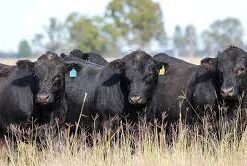 Cattle pairs