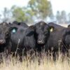 beef markets
