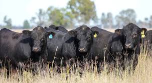 beef markets