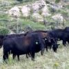 Angus cows