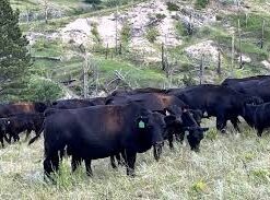 Angus cows