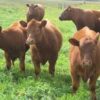 Beefmaster cattle