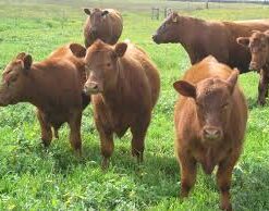Cross Breed Cattle