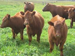 Cross Breed Cattle