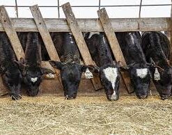 Angus heifers