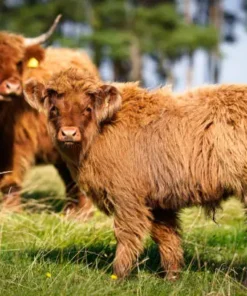 miniature highland Cattle