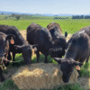 Angus cattle