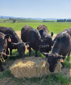 Angus cattle