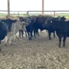 Crossbred Cows