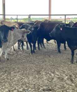 Crossbred Cows