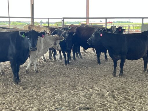 Crossbred Cows