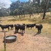 Angus cows