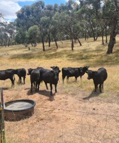 Angus cows