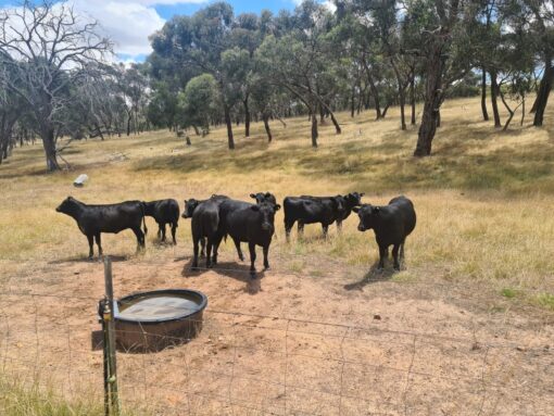 Angus cows