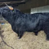 miniature Highland