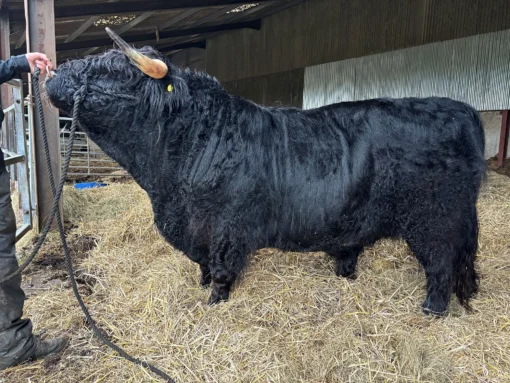 miniature Highland
