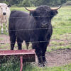 Highland cattle