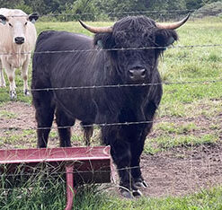 Highland cattle