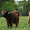 mini cow
