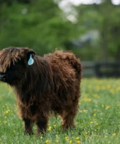 mini cow