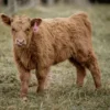 Mini Highland cow