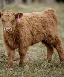 Mini Highland cow