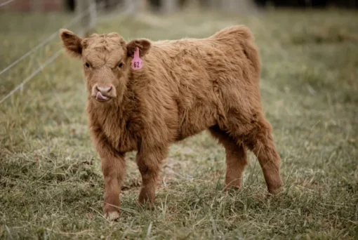 Mini Highland cow