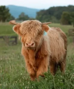 fluffy mini cow