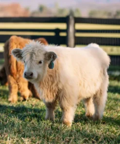 mini highland calf