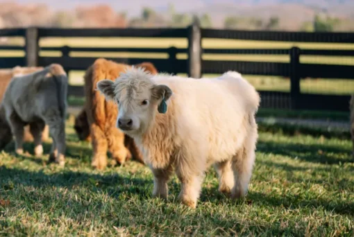 mini highland calf