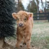 mini heifer for sale