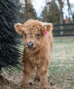 mini heifer for sale