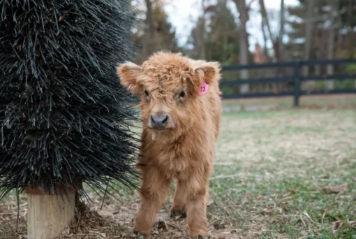 mini heifer for sale