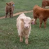micro cow