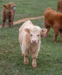 micro cow
