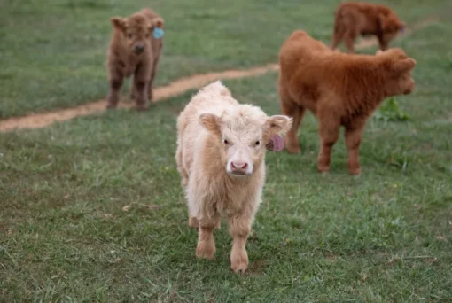 micro cow
