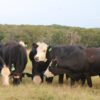 angus hereford cross