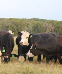 angus hereford cross