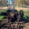 Angus calves