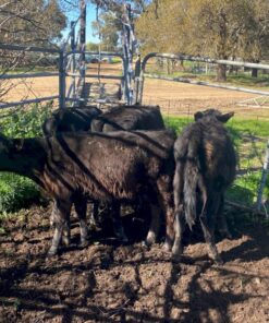 Angus calves
