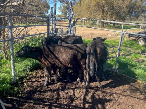 Angus calves