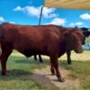 Red Angus