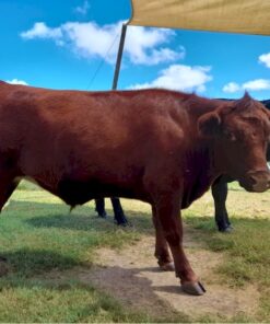 Red Angus