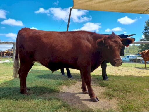 Red Angus