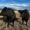 Black Angus Bulls
