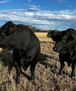 Black Angus Bulls