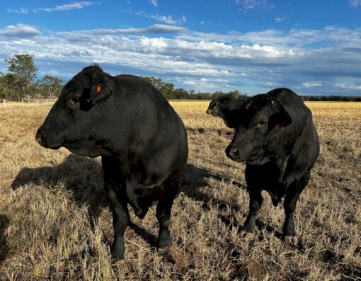 Black Angus Bulls